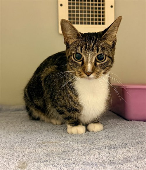 MARLEY, a cat for adoption from Iredell County Animal Services and Control Department