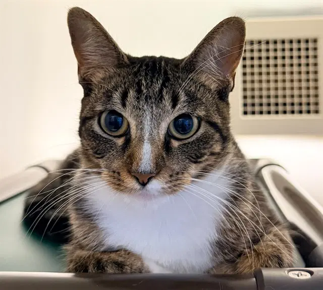 Marley - Domestic Short Hair
