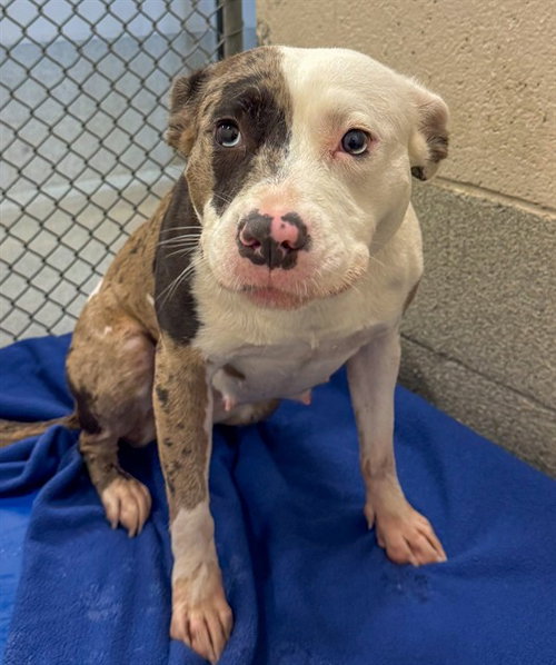MARLOWE, a dog for adoption from Iredell County Animal Services and Control Department