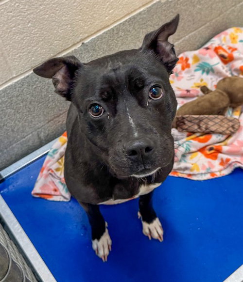CLEO, a dog for adoption from Iredell County Animal Services and Control Department