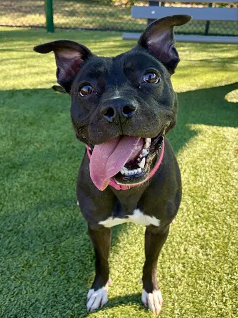 Cleo - Pit Bull Terrier