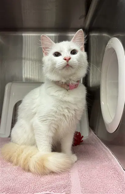 Loosha - Domestic Medium Hair