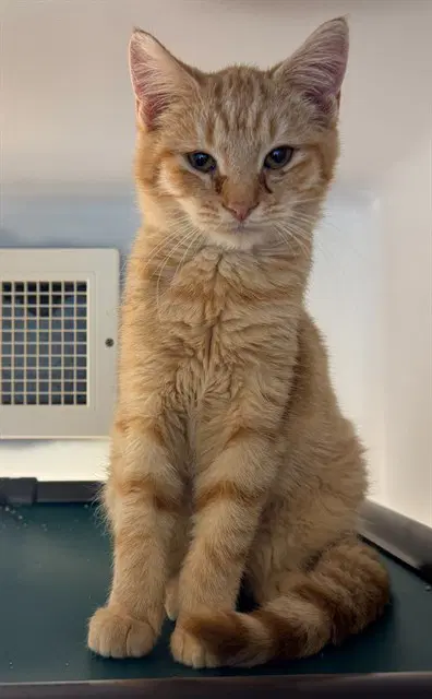 Dylan - Domestic Short Hair