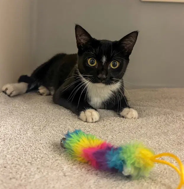 Cathy - Domestic Short Hair