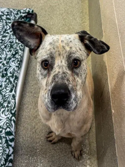 Spot - Pit Bull Terrier