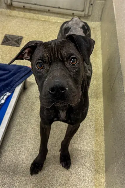 Nico - Pit Bull Terrier
