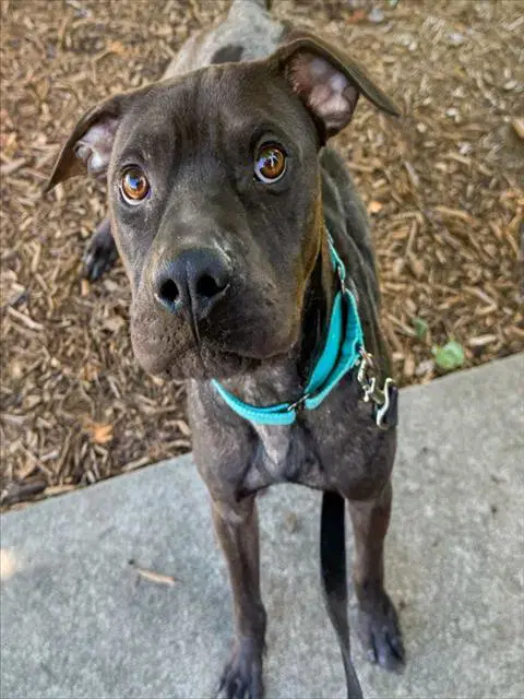 Nico - Pit Bull Terrier