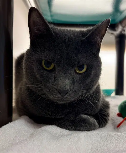 Milo - Domestic Short Hair