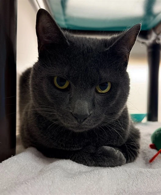 Milo