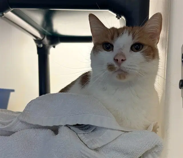 Melody - Domestic Short Hair