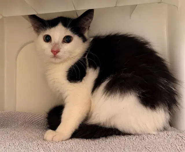 Samantha - Domestic Medium Hair