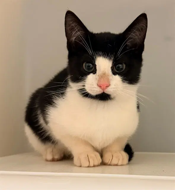 Sylvester - Domestic Short Hair