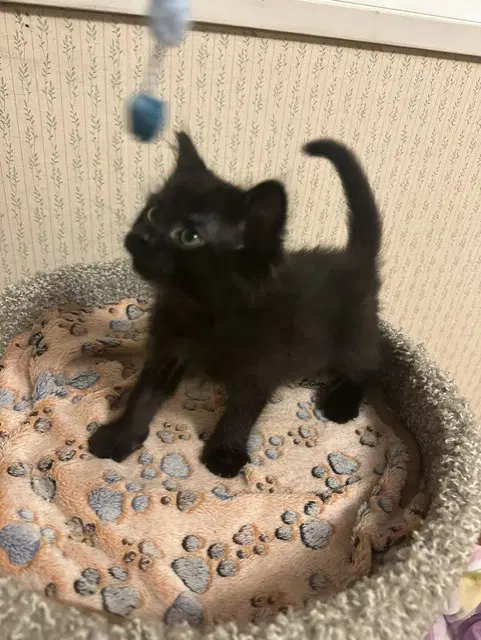 Bones - Domestic Medium Hair