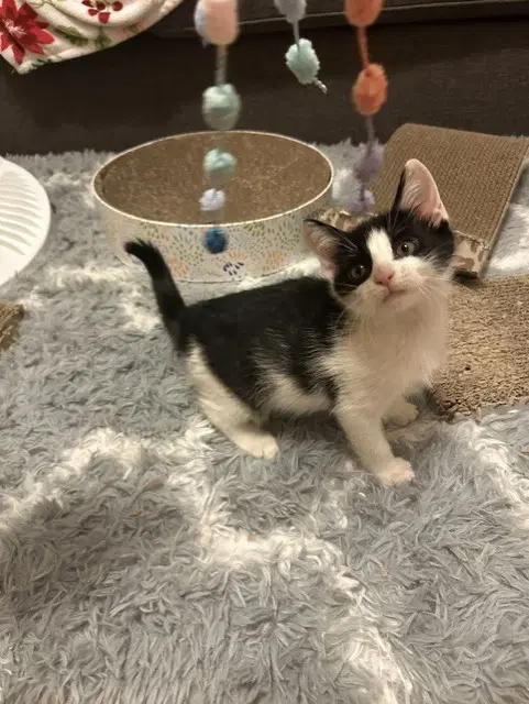 Mason - Domestic Short Hair