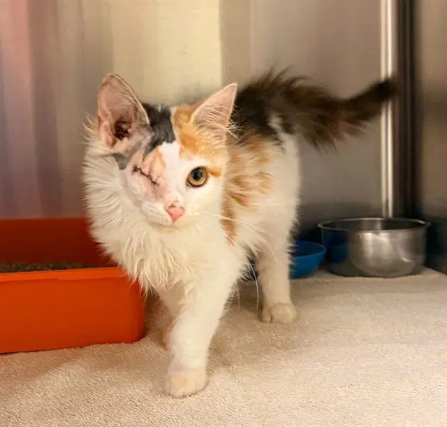 Mia - Domestic Long Hair