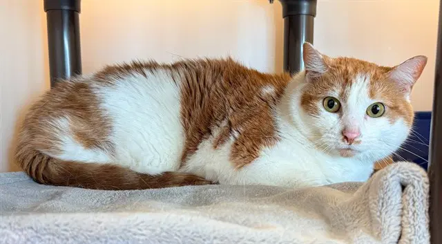 Ginger - Domestic Short Hair