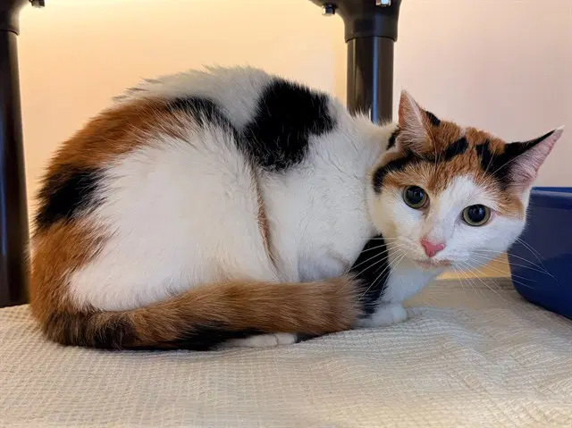 Sparkle - Domestic Short Hair