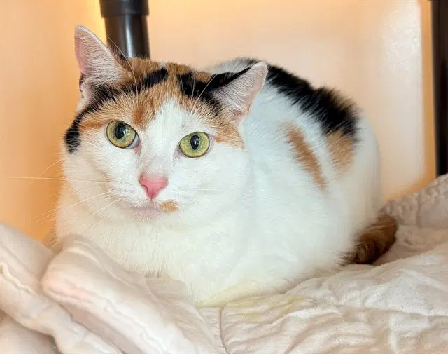 Sparkle - Domestic Short Hair