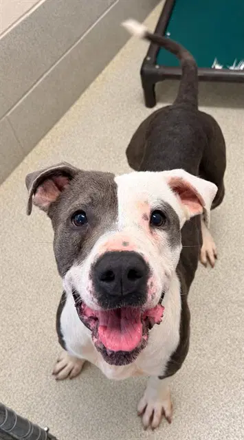 Scout - Pit Bull Terrier
