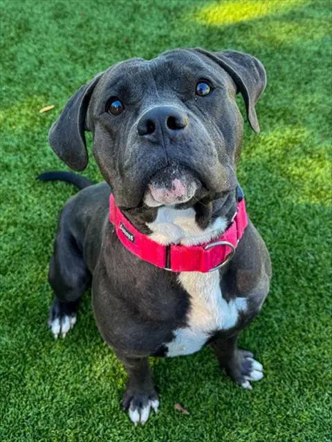 Drew - Pit Bull Terrier