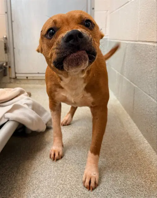 Reggie - Pit Bull Terrier