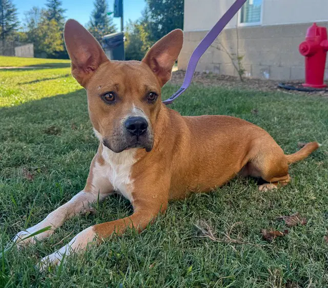Reggie - Pit Bull Terrier