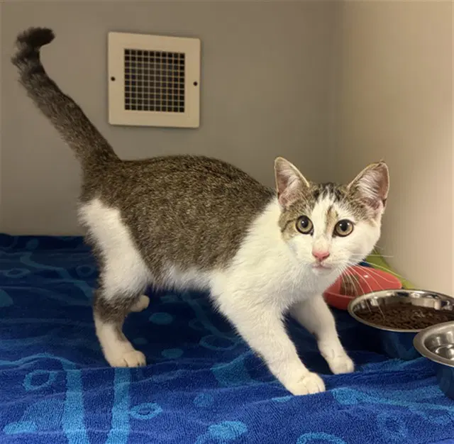 Thumbelina - Domestic Short Hair
