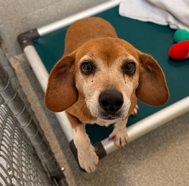 Ellie - Beagle