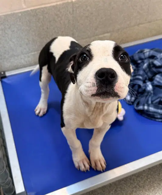 Sebastian - Pit Bull Terrier