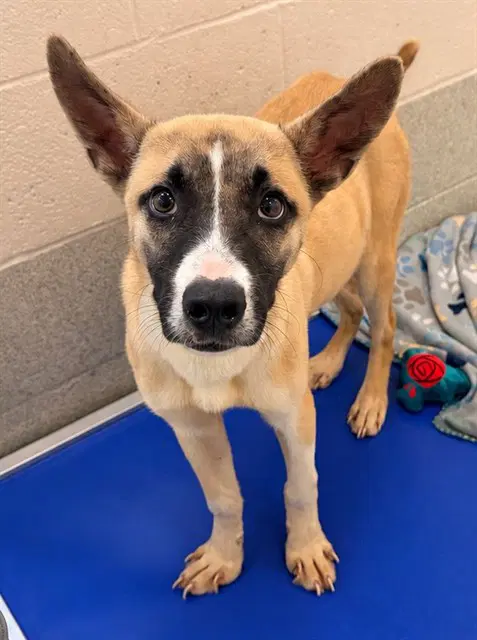Boone - Black Mouth Cur