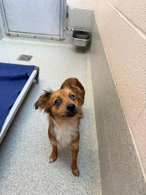 Rosie - Chihuahua