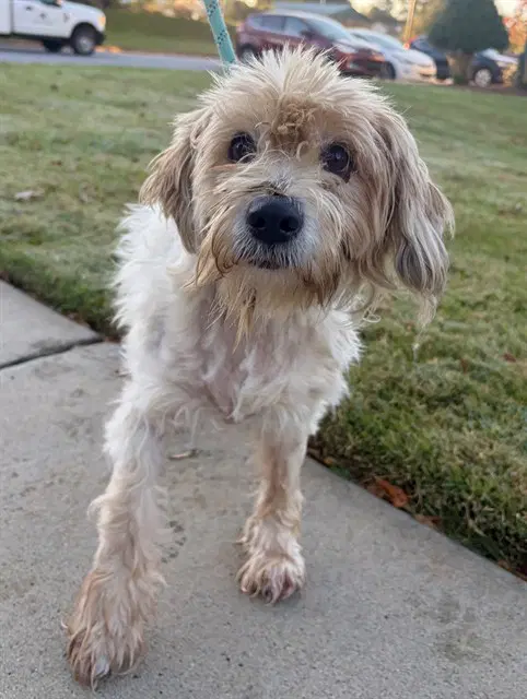 Poppy - Terrier