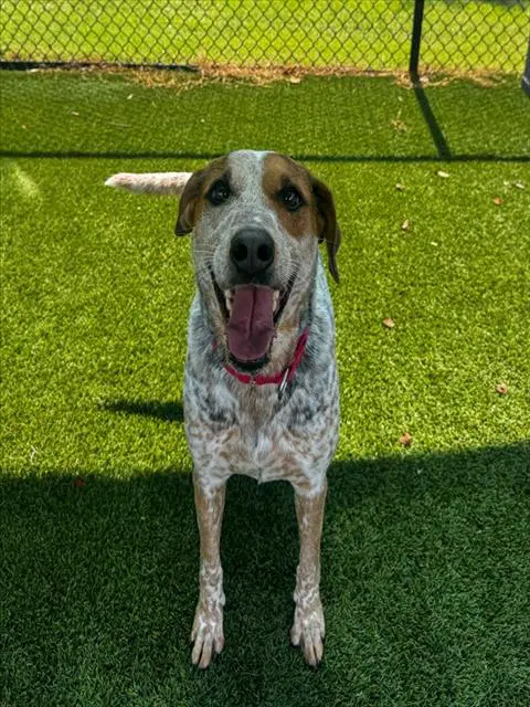 Cassidy - Australian Cattle Dog/Blue Heeler