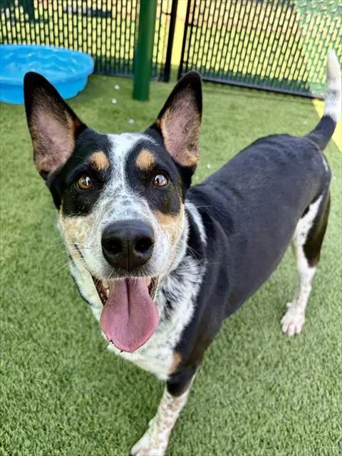 Dakota - Australian Cattle Dog/Blue Heeler