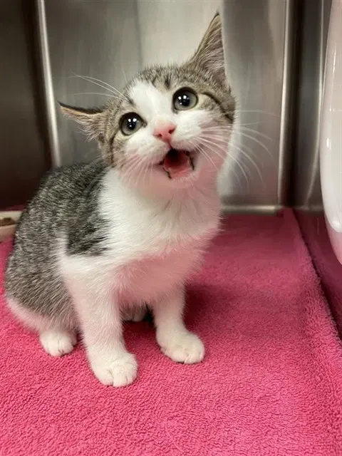 Madame Jeanette - Domestic Short Hair