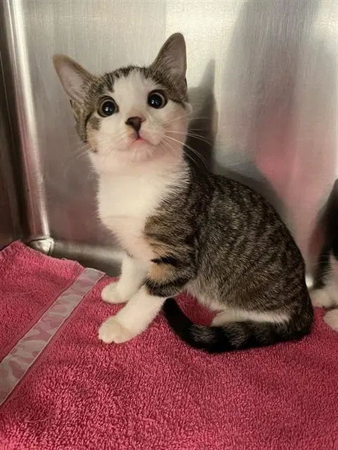 Habanero - Domestic Short Hair