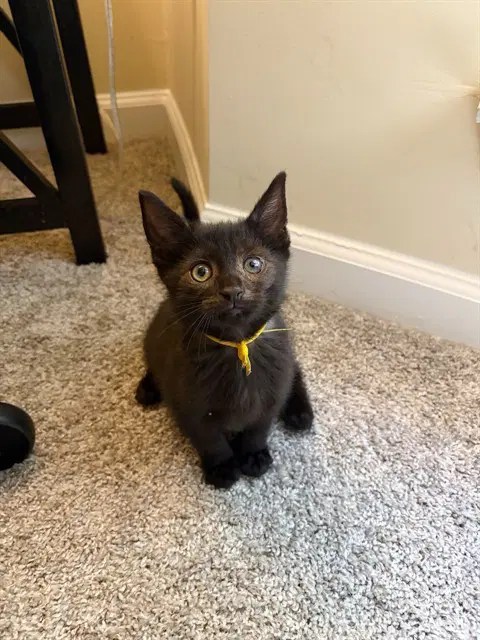 Bear - Domestic Short Hair