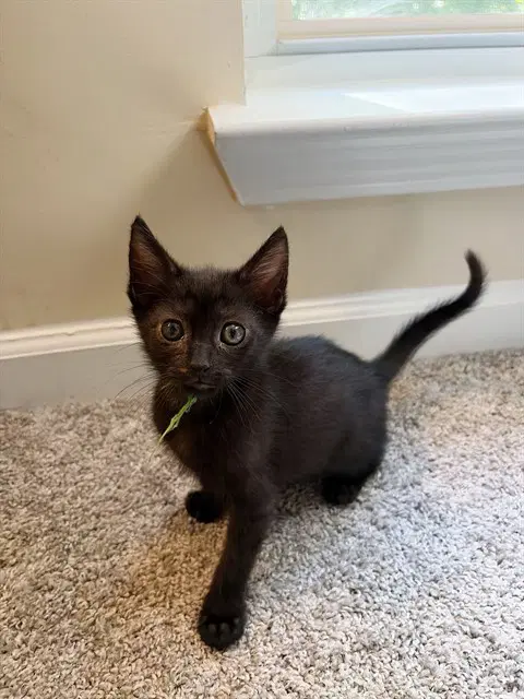 Moose - Domestic Short Hair