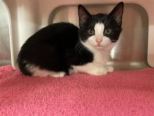 Cayenne - Domestic Short Hair