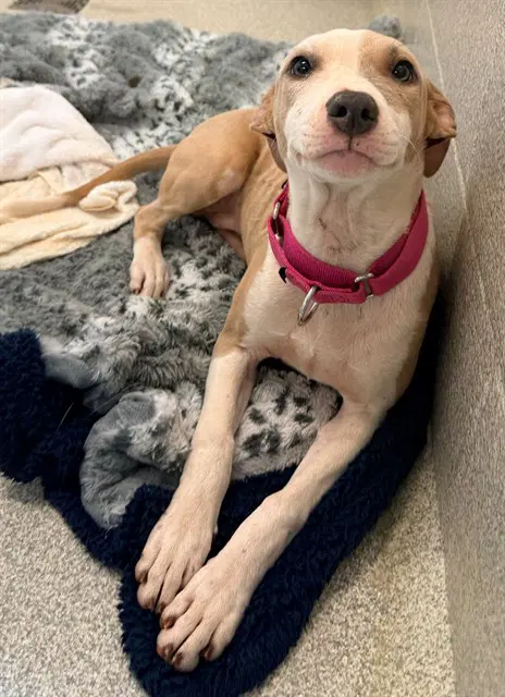 Marlow - Pit Bull Terrier
