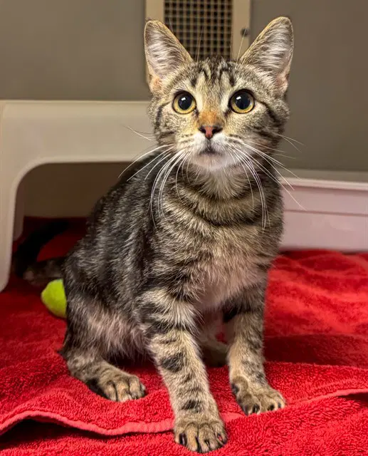 Lilo - Domestic Short Hair