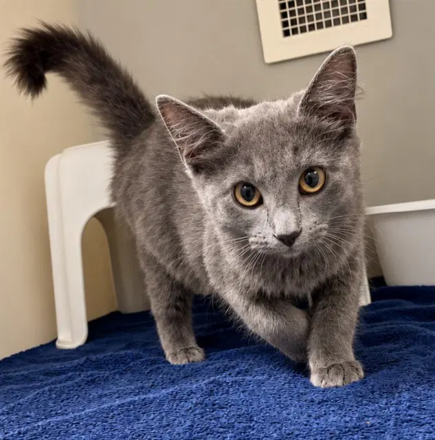 Hailey - Domestic Medium Hair