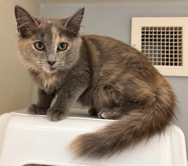 Heather - Domestic Medium Hair
