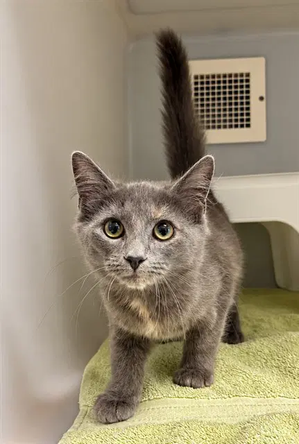 Harmony - Domestic Medium Hair
