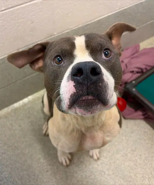 Rhubarb - Pit Bull Terrier