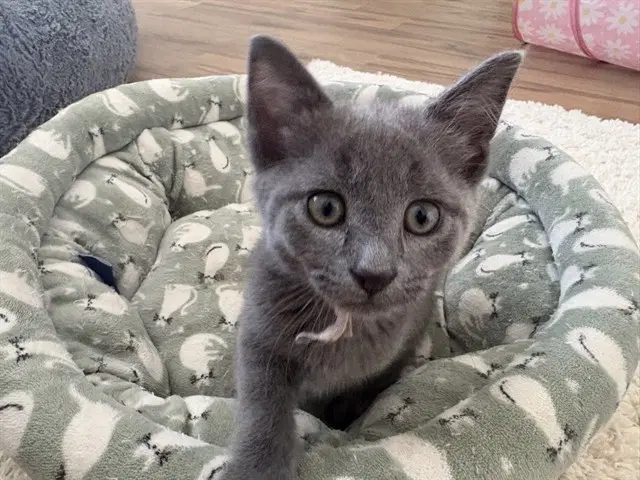 Stormy - Domestic Short Hair