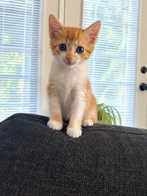 Buttercup - Domestic Medium Hair