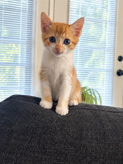 Buttercup