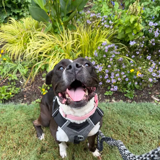 Ponyo - Pit Bull Terrier