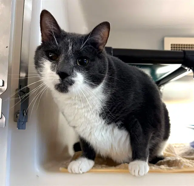 Mr Business - Domestic Short Hair